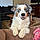 Cooper