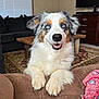 animal, australian_shepherd, blue_eyes, canine, carpet, couch, dog, domestic, ears, fur, furniture, happy, indoor, living_room, nose, pet, smiling, table, television, wood