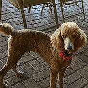 Bear joined the competition — help win amazing prizes! animal, brick_floor, canine, chair, collar, curious, daylight, dog, ears, face, furniture, groomed, outdoor, patio, paw, pet, poodle, red_bow, shade, tail