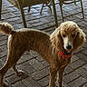 animal, brick_floor, canine, chair, collar, curious, daylight, dog, ears, face, furniture, groomed, outdoor, patio, paw, pet, poodle, red_bow, shade, tail