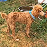 Bear is registered to the contest to win money with this photo: animal, bandana, brown, canine, curly_fur, dog, fur, garden, grass, hose, leash, outdoor, pet, plant, poodle, side_view, standing, summer, water_bowl, yard