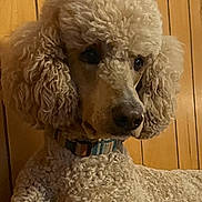 Bear is registered to the contest to win money with this photo: dog, poodle, curly_fur, indoor, wood_paneling, collar, pet, animal, mammal, resting, portrait, looking_away, furniture, couch, close_up, domestic, calm, brown, beige, house