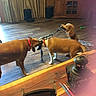 animal, brown_dog, curtains, dog, dogs, fun, furniture, home, indoor, living_room, medium_dog, pet, playful, red_collar, rope_toy, small_dog, television, tug_of_war, wooden_cabinet, wooden_floor