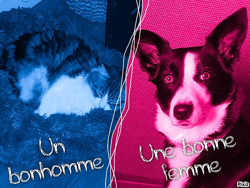 Ouka participe au concours pour gagner de l'argent avec cette photo : advertising, canidae, carmine, carnivore, companion_dog, dog, dog_breed, dog_supply, electric_blue, fictional_character, font, fur, happy, logo, magenta, paw, photo_caption, snout, toy_dog, whiskers