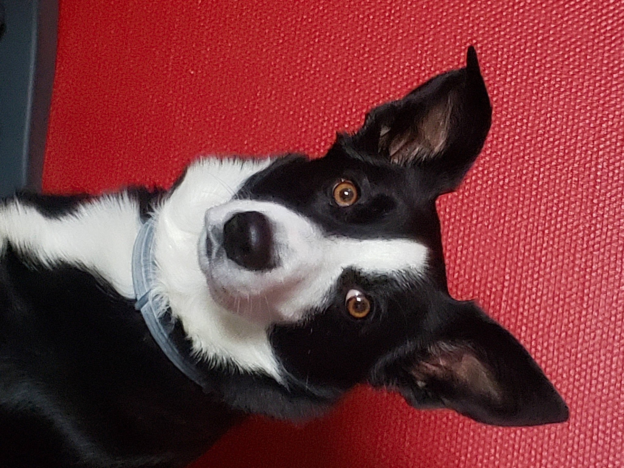 Ouka participe au concours pour gagner de l'argent avec cette photo : canidae, carmine, carnivore, companion_dog, dog, dog_breed, dog_supply, fur, mcnab, non_sporting_group, paw, snout, sporting_group, whiskers, working_animal, working_dog