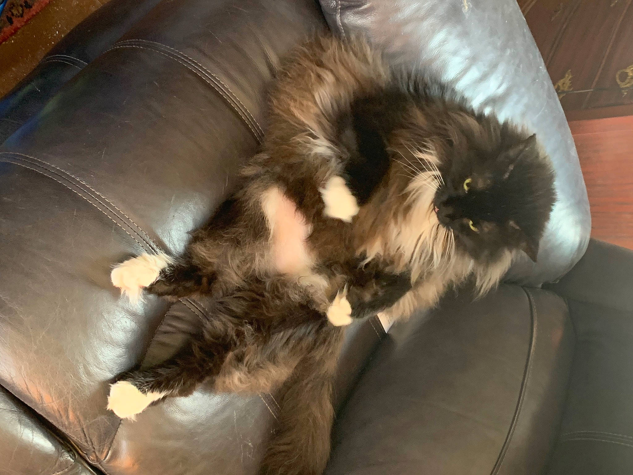 Herbie joined the competition — help win amazing prizes! canidae, carnivore, claw, comfort, companion_dog, couch, dog, dog_breed, fawn, felidae, fur, liver, paw, small_to_medium_sized_cats, snout, tail, terrestrial_animal, terrier, toy_dog, whiskers