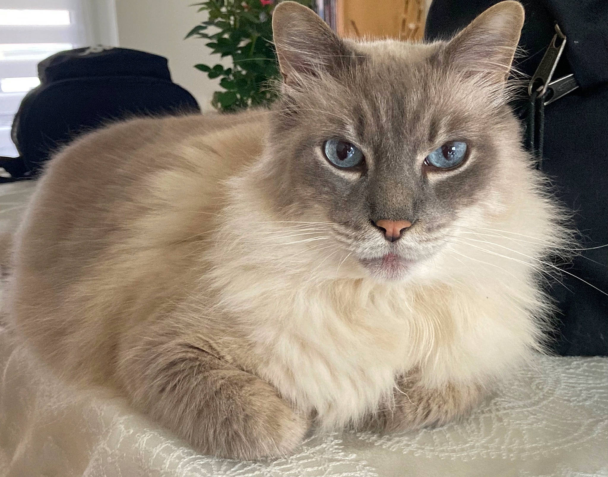 Helio participe au concours pour gagner de l'argent avec cette photo : birman, box, british_longhair, carnivore, cat, domestic_short_haired_cat, eye, fawn, felidae, fur, houseplant, paw, plant, ragdoll, small_to_medium_sized_cats, snout, tail, terrestrial_animal, whiskers, window