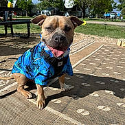 Hippo joined the competition — help win amazing prizes! dog, blue_shirt, lei, outdoor, campground, picnic_table, rv, grass, tree, sunny, tongue_out, happy, sitting, patterned_rug, shadow, leash, ears_up, open_mouth, pet, summer