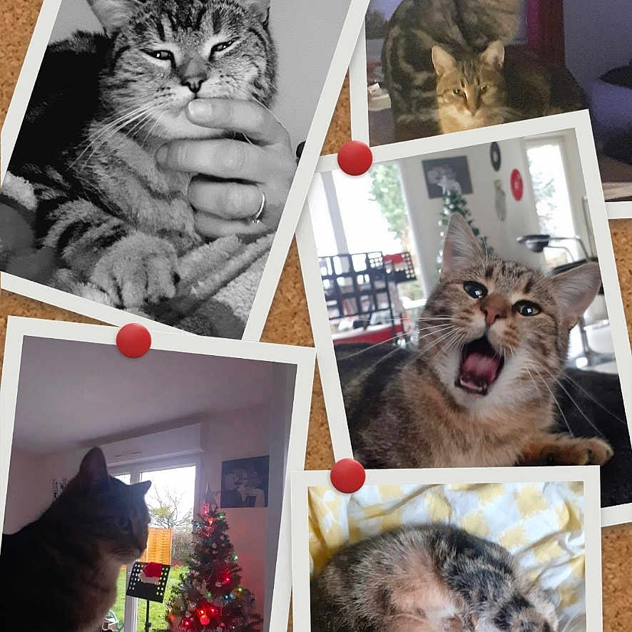 Simba Et Chipie a rejoint le concours — aidez-le/la à gagner de superbes lots ! animal, black_and_white, blanket, cat, christmas_tree, collage, color_photo, corkboard, cozy, decor, feline, furniture, hand, indoor, pet, pinned_photo, sleeping, tabby_cat, window, yawning