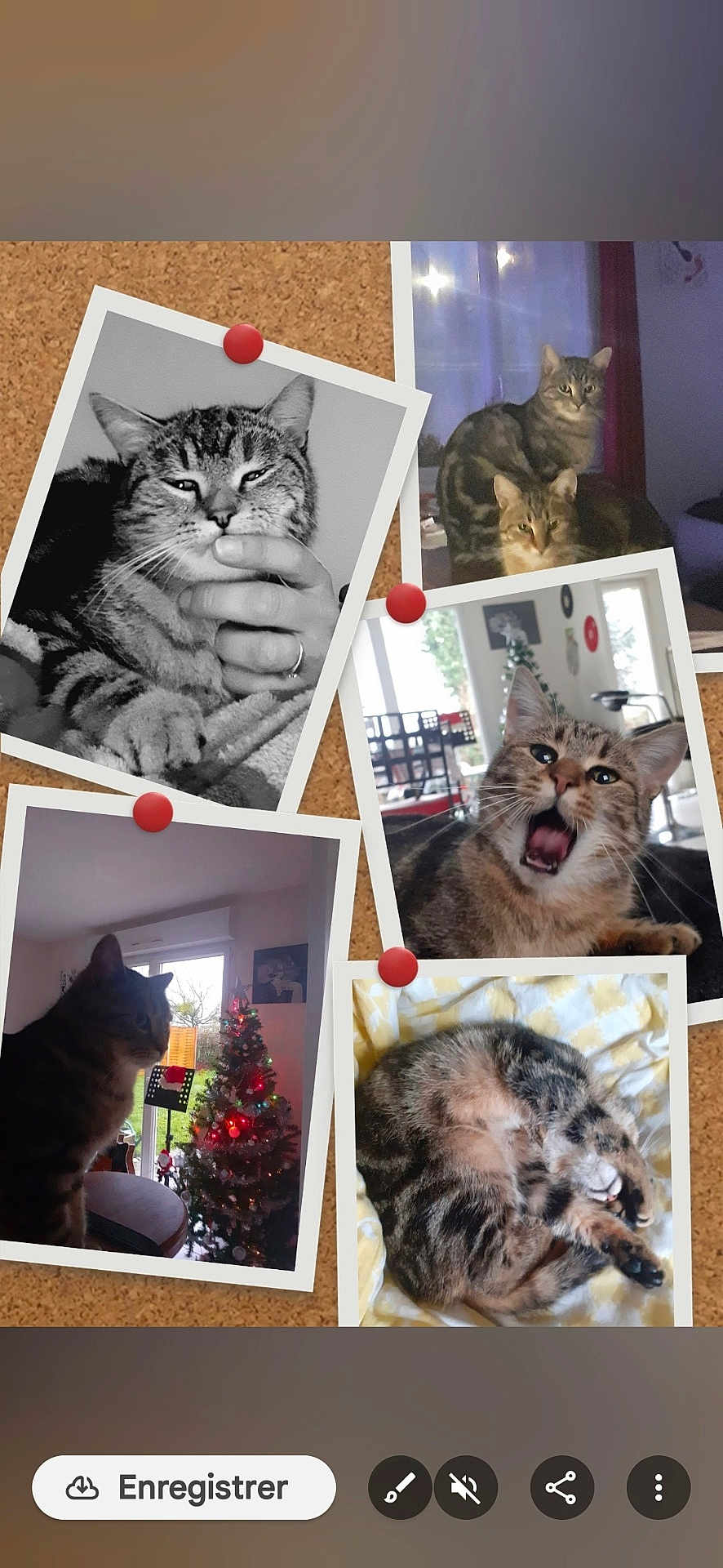 Simba Et Chipie a rejoint le concours — aidez-le/la à gagner de superbes lots ! cat, tabby_cat, collage, corkboard, black_and_white, color_photo, window, christmas_tree, indoor, pet, sleeping, yawning, pinned_photo, feline, cozy, blanket, hand, furniture, decor, animal