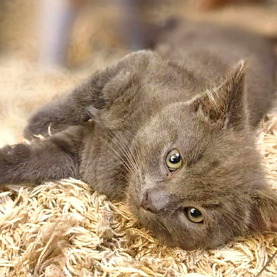 Trixie joined the competition — help win amazing prizes! abyssinian, angora, animal, blackcat, cat, egyptiancat, kitten, manx, pet, snout