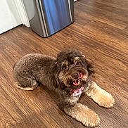 Cinnamon is registered to the contest to win money with this photo: dog, pet, indoor, wooden_floor, brown_dog, groomed, pink_bows, flower_collar, tongue_out, cute, happy, small_dog, fur, animal, laying_down, domestic_animal, companion, floor, household, playful