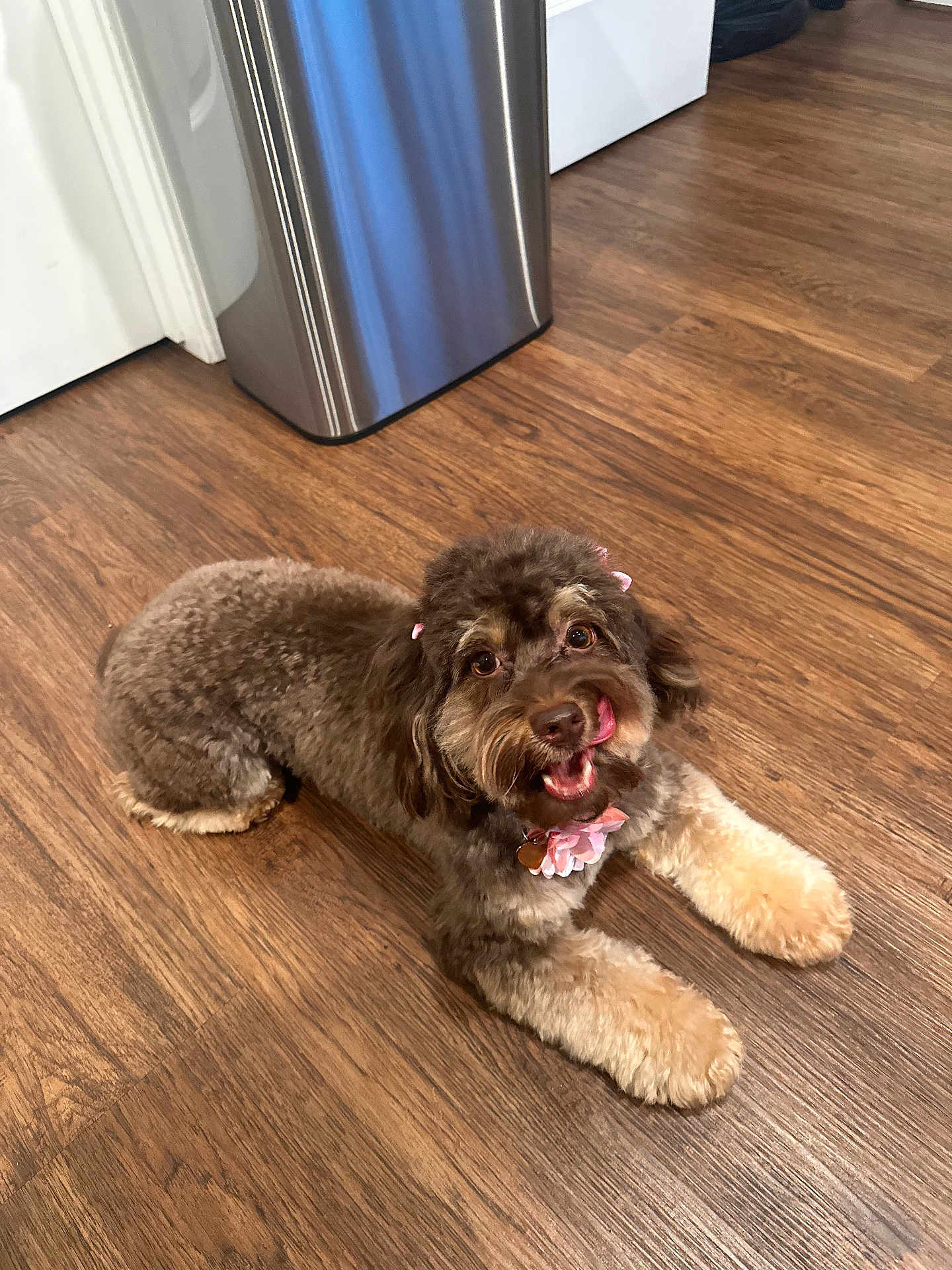Cinnamon is registered to the contest to win money with this photo: dog, pet, indoor, wooden_floor, brown_dog, groomed, pink_bows, flower_collar, tongue_out, cute, happy, small_dog, fur, animal, laying_down, domestic_animal, companion, floor, household, playful