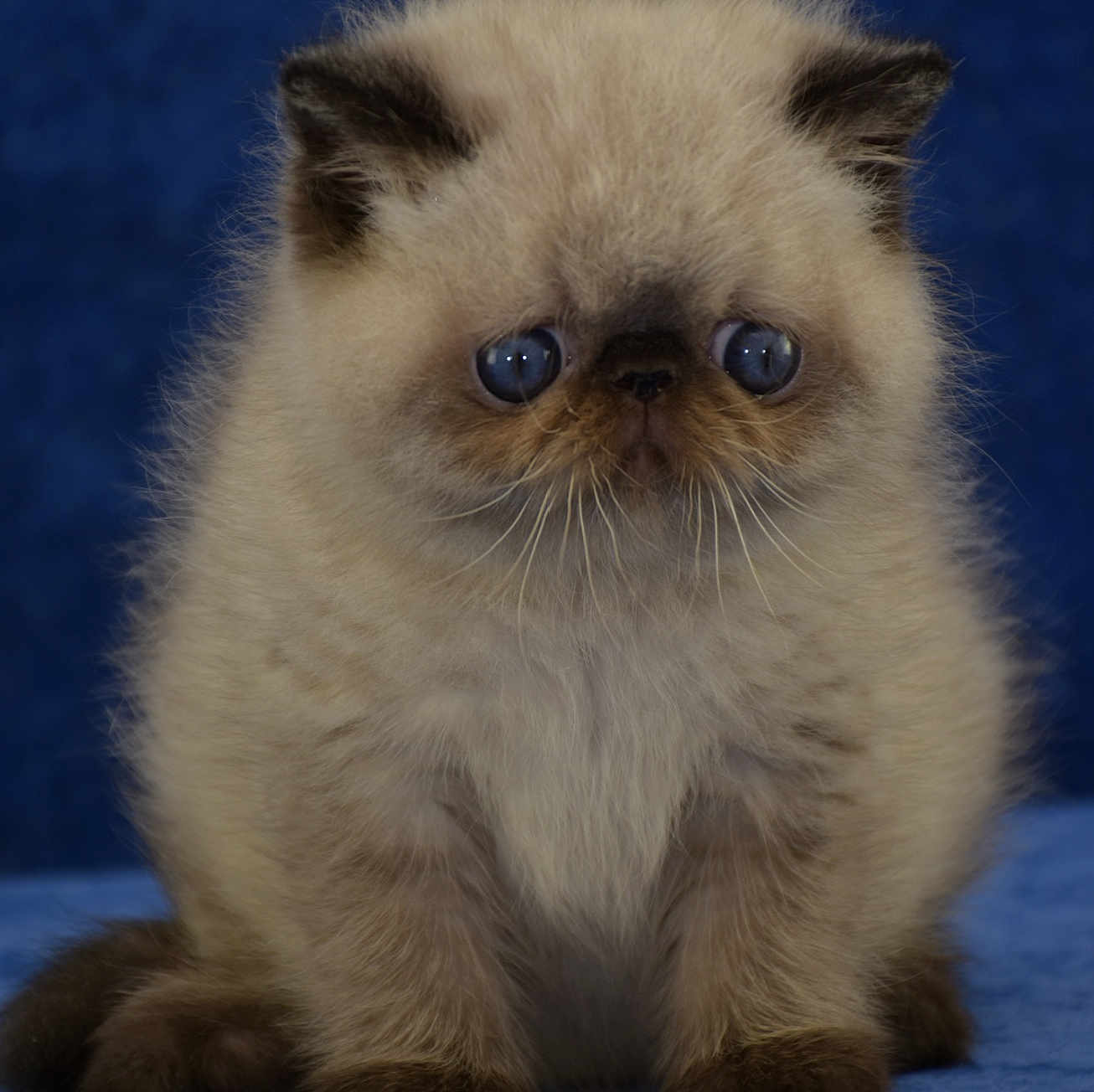 Ajwa is registered to the contest to win money with this photo: kitten, cat, blue_eyes, fluffy, long_fur, whiskers, ears, sitting, closeup, portrait, pet, domestic_animal, indoor, studio_shot, soft_lighting, cream_fur, colorpoint, round_face, adorable, blue_background