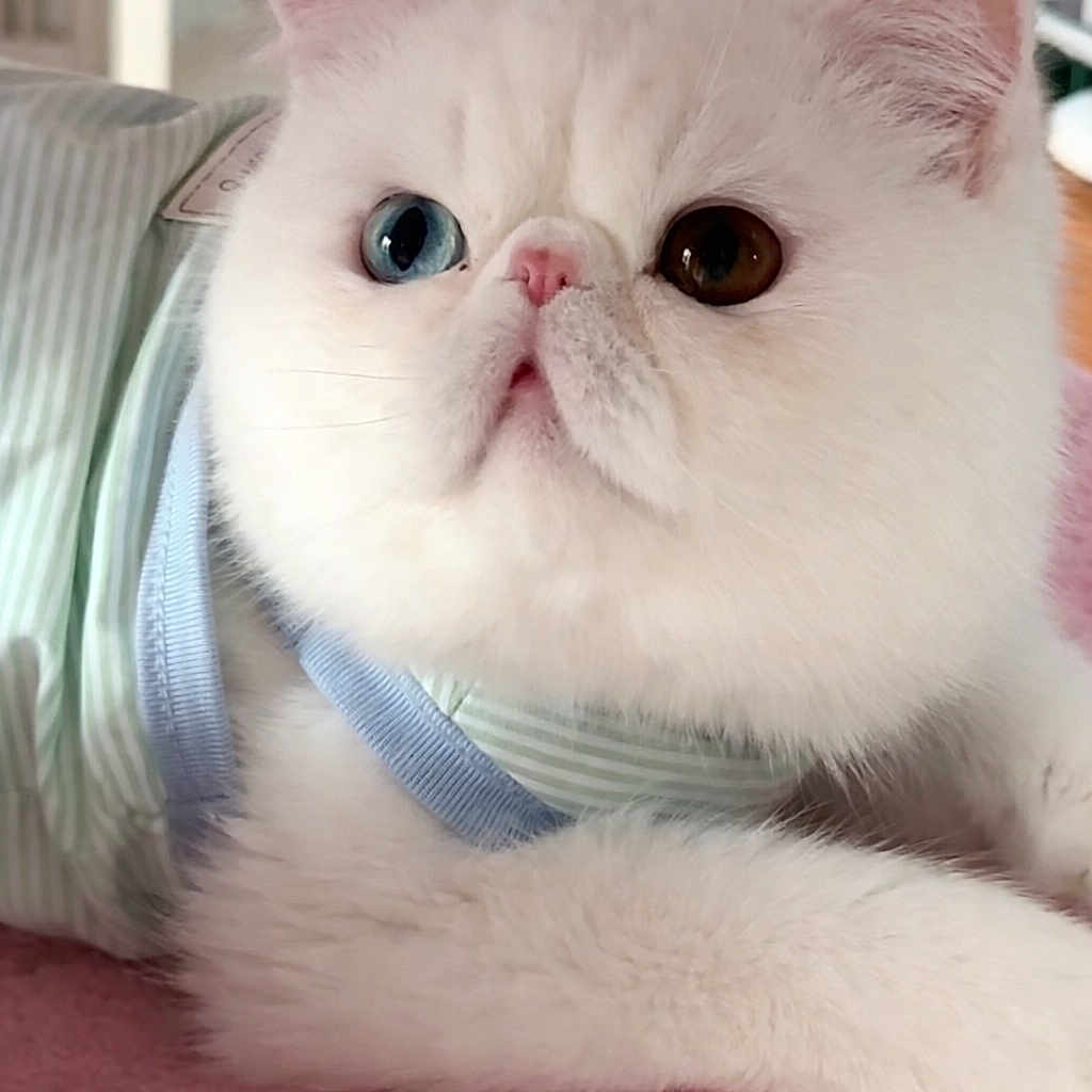 Muezza joined the competition — help win amazing prizes! blanket, blue_eye, brown_eye, cat, close_up, collar, cute, domestic_cat, ears, furry, heterochromia, indoor, pastel_colors, paws, pet, pink_nose, portrait, soft_texture, whiskers, white_cat