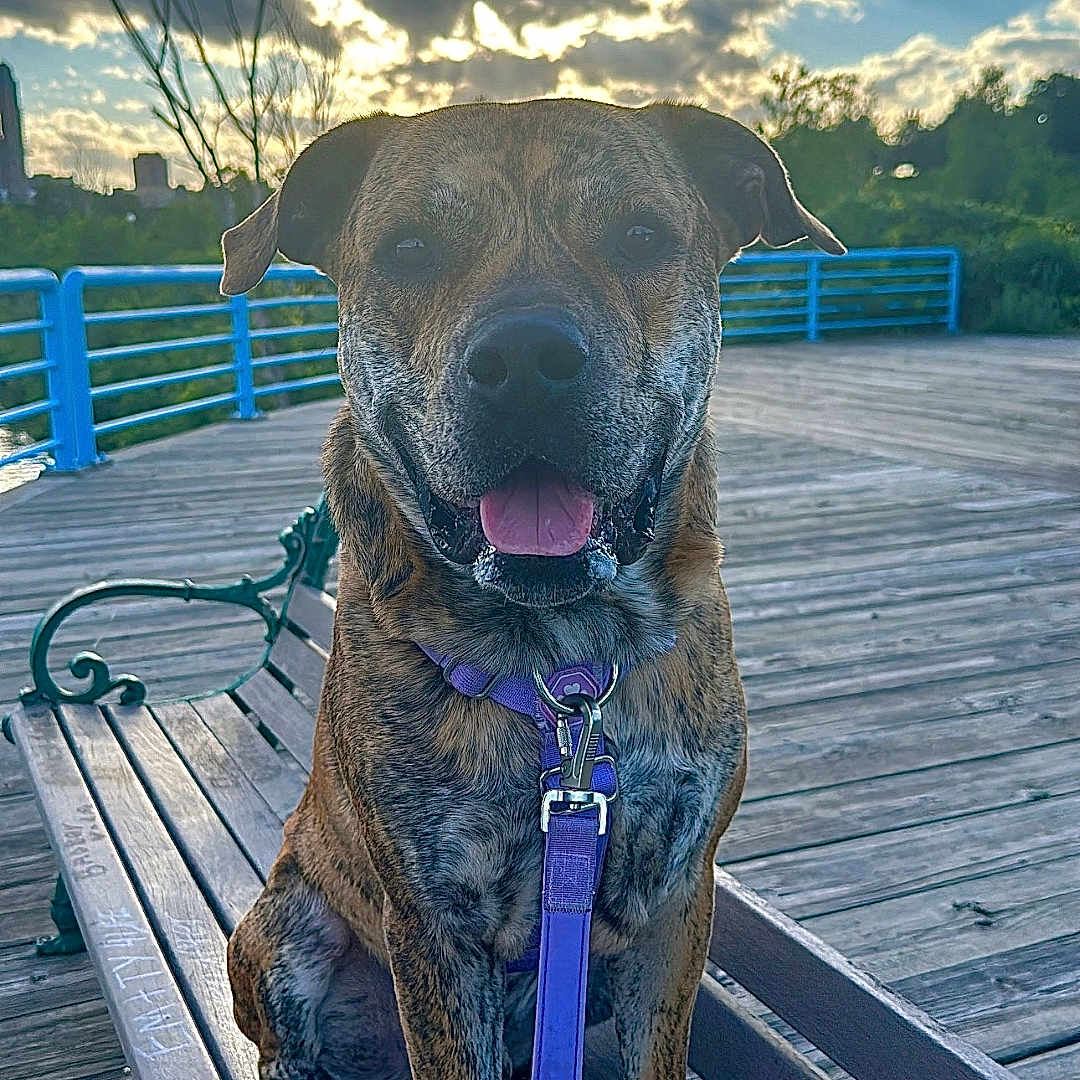 Loki is registered to the contest to win money with this photo: animal, architecture, bench, boardwalk, bridge, building, canine, deck, dog, furniture, house, housing, nature, outdoors, pet, port, sky, water, waterfront, wood