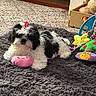 puppy, dog, shih_tzu, black_and_white, fluffy, long_hair, pink_bow, pet, toy, plush_toy, rug, indoor, home, cute, lying_down, sitting, animal, playful, colorful, portrait