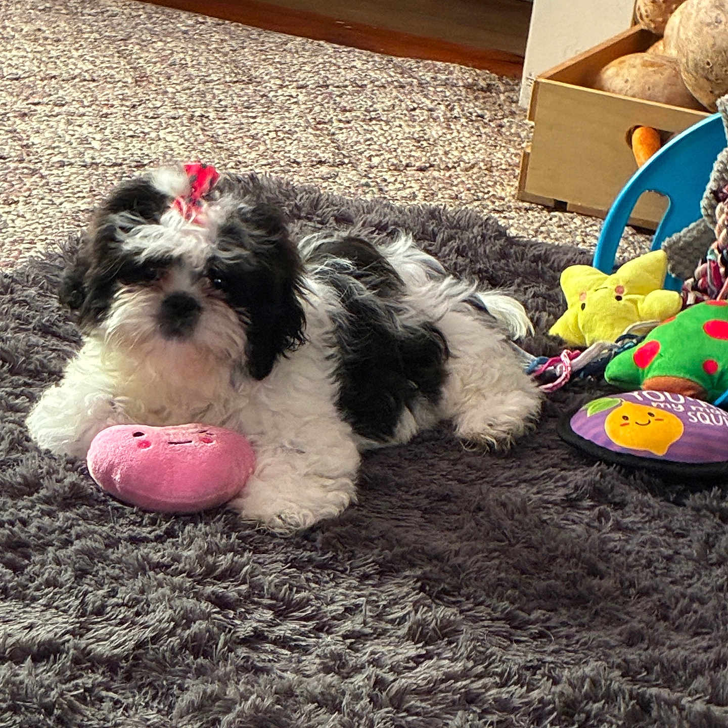 Daisy Mae