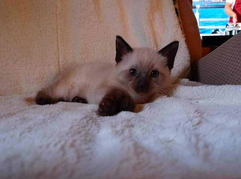 Buddy joined the competition — help win amazing prizes! balinese, birman, carnivore, cat, comfort, fawn, felidae, fur, paw, siamese, small_to_medium_sized_cats, snout, terrestrial_animal, whiskers