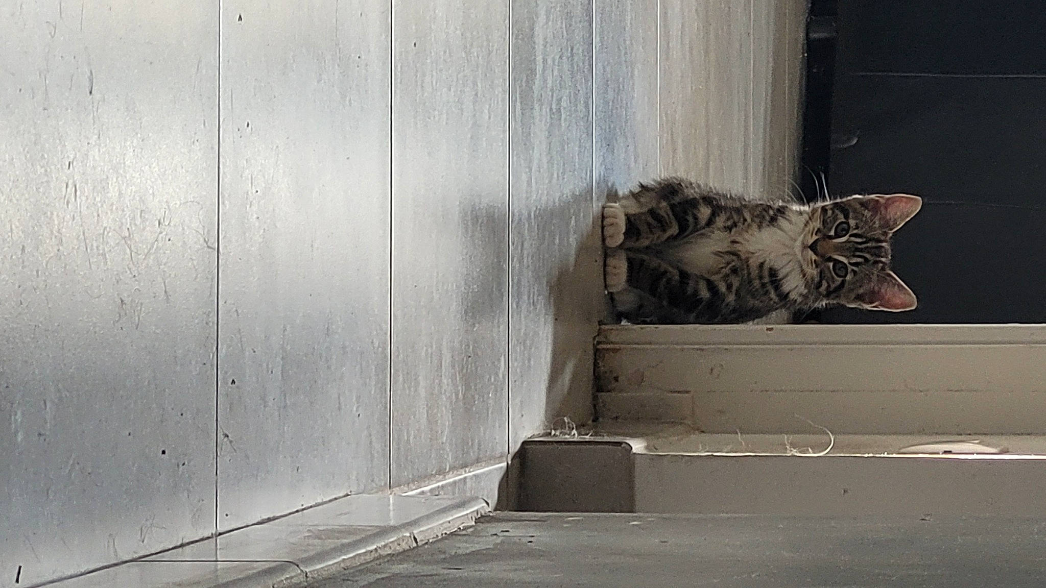 Cher Kan a rejoint le concours — aidez-le/la à gagner de superbes lots ! carnivore, cat, concrete, domestic_short_haired_cat, door, felidae, flooring, grey, hardwood, house, metal, shadow, small_to_medium_sized_cats, stairs, tail, tints_and_shades, tree, whiskers, window, wood