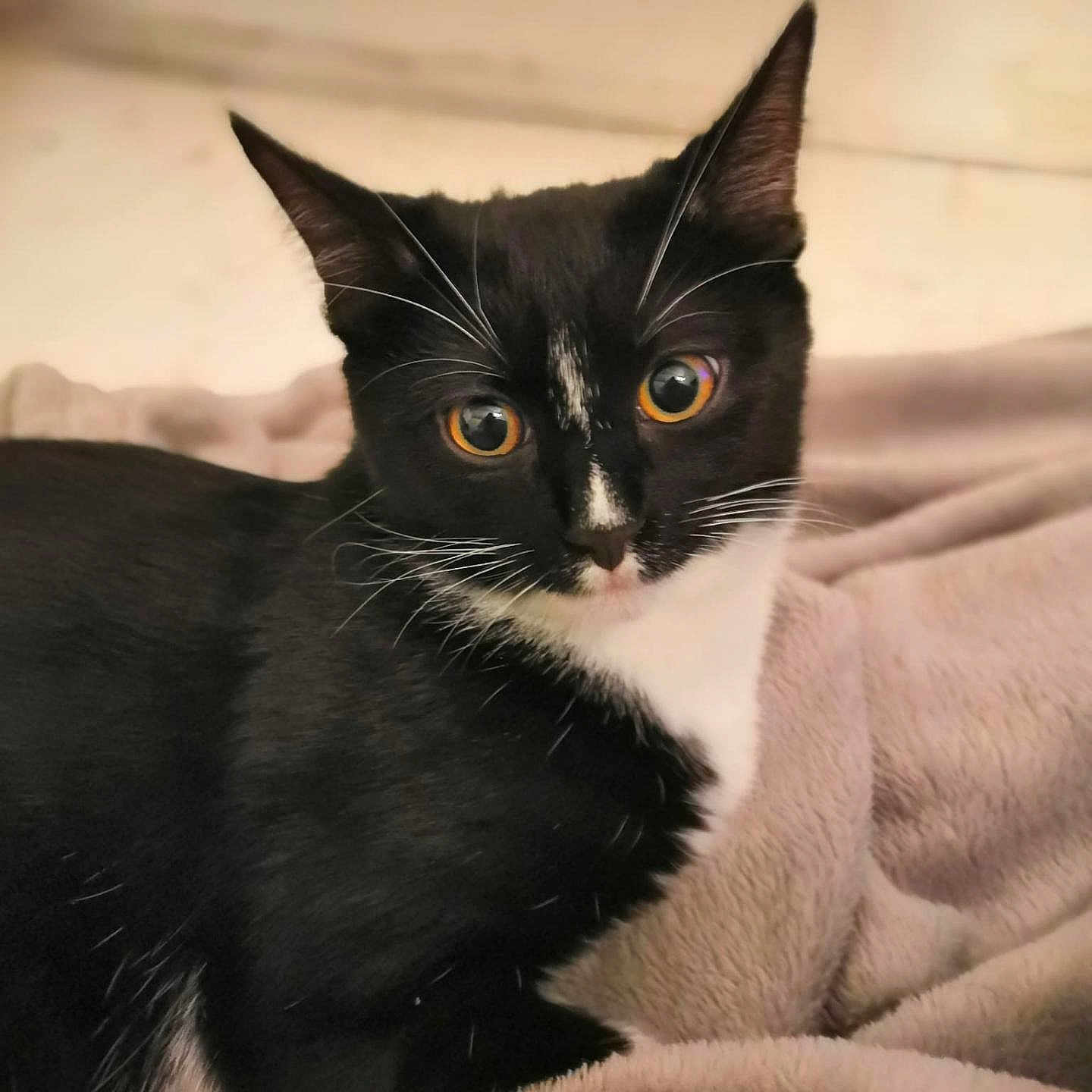 Batman participe au concours pour gagner de l'argent avec cette photo : alert, animal, black_and_white_fur, blanket, cat, close_up, cozy, curious, cute, domestic_cat, ears, feline, fur, indoor, orange_eyes, pet, resting, soft_texture, tuxedo_cat, whiskers