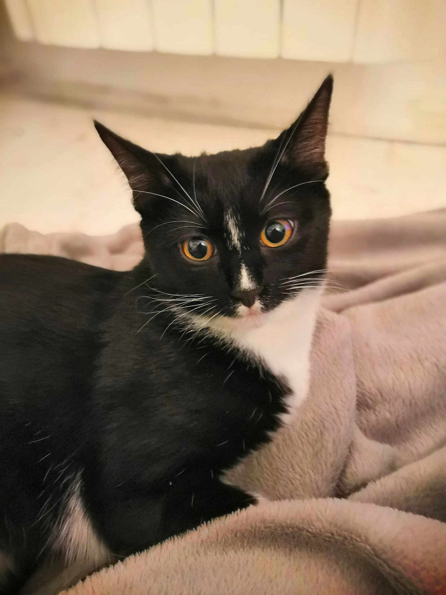 Batman participe au concours pour gagner de l'argent avec cette photo : cat, tuxedo_cat, orange_eyes, black_and_white_fur, whiskers, ears, blanket, soft_texture, indoor, pet, feline, curious, cozy, resting, animal, close_up, fur, domestic_cat, cute, alert