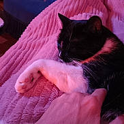 Batman participe au concours pour gagner de l'argent avec cette photo : cat, black_and_white, sleeping, hand, blanket, pink, cozy, indoor, pet, fur, relaxation, soft_texture, close_up, comfort, resting, animal, domestic, whiskers, paw, gentle