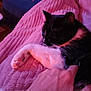 cat, black_and_white, sleeping, hand, blanket, pink, cozy, indoor, pet, fur, relaxation, soft_texture, close_up, comfort, resting, animal, domestic, whiskers, paw, gentle