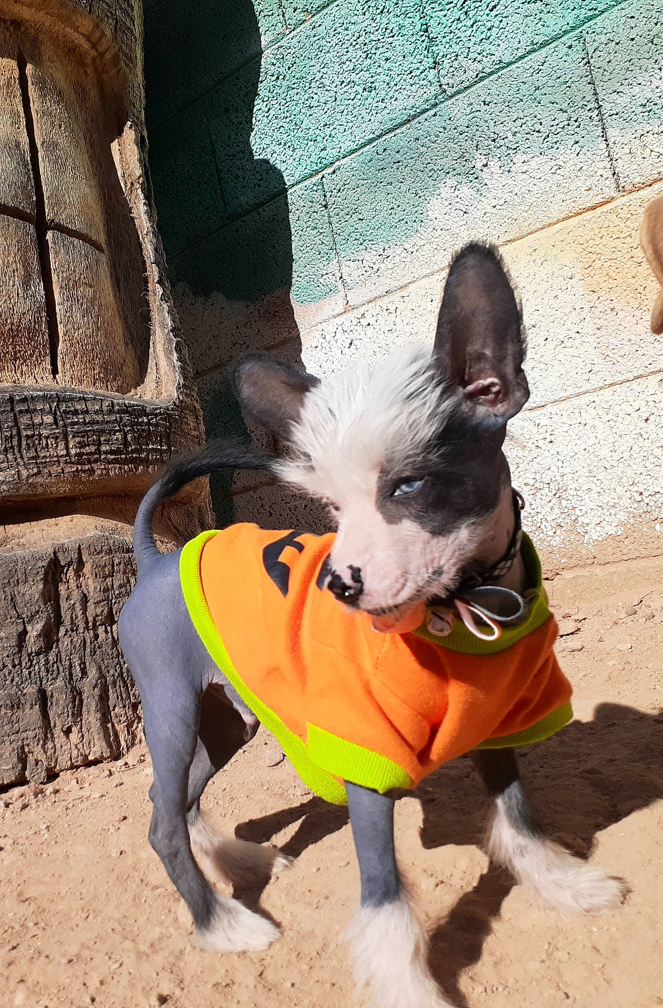 Lord Bleu Fu Manchu joined the competition — help win amazing prizes! american_hairless_terrier, boston_terrier, canidae, carnivore, chihuahua, companion_dog, dog, dog_breed, dog_clothes, dog_supply, leash, non_sporting_group, outerwear, play, puppy, snout, top, toy_dog