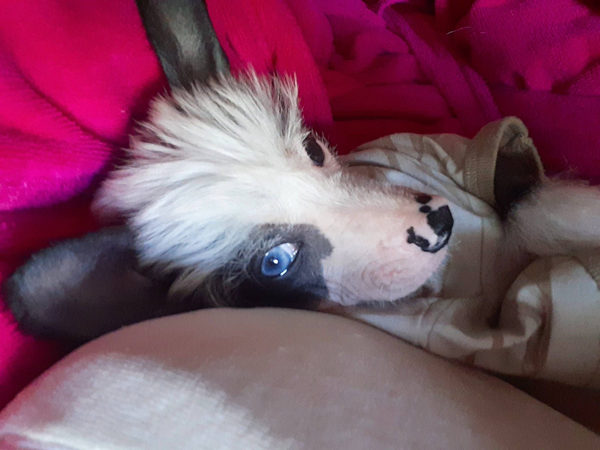 Lord Bleu Fu Manchu is registered to the contest to win money with this photo: canidae, carnivore, chinese_crested_dog, companion_dog, dog, dog_breed, ear, mammal, papillon, paw, puppy, whiskers