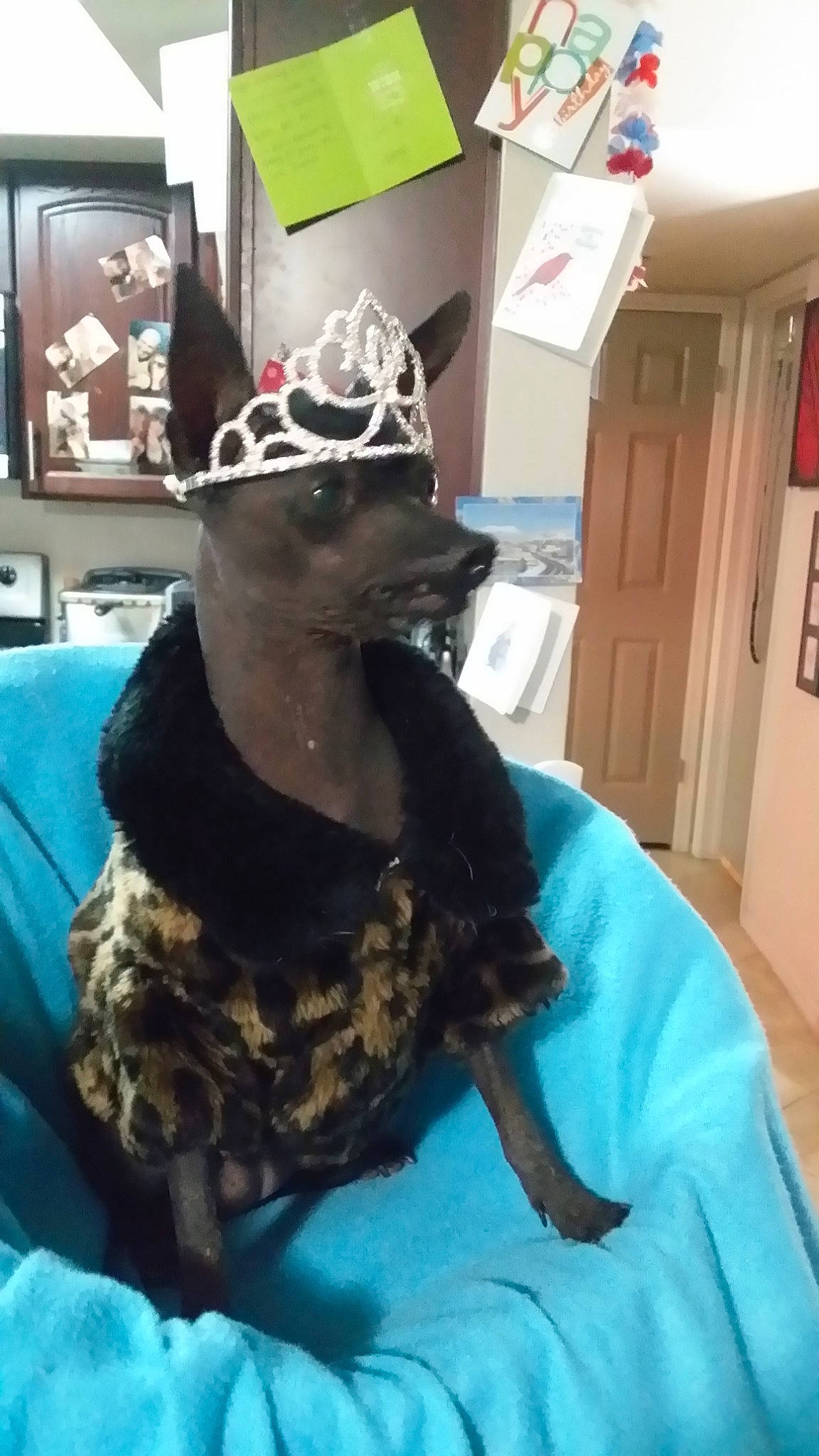 Chaquita joined the competition — help win amazing prizes! canidae, costume, hat, headgear, non_sporting_group