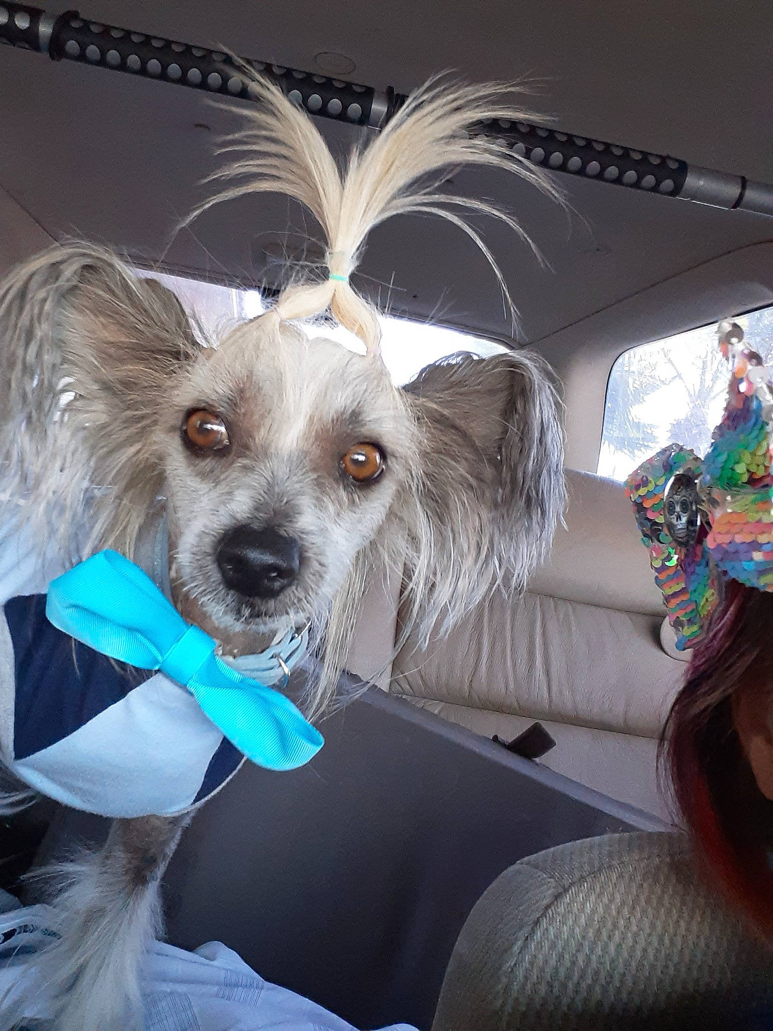 Bonsai joined the competition — help win amazing prizes! canidae, carnivore, chinese_crested_dog, companion_dog, costume, dog, dog_breed, sporting_group, toy_dog