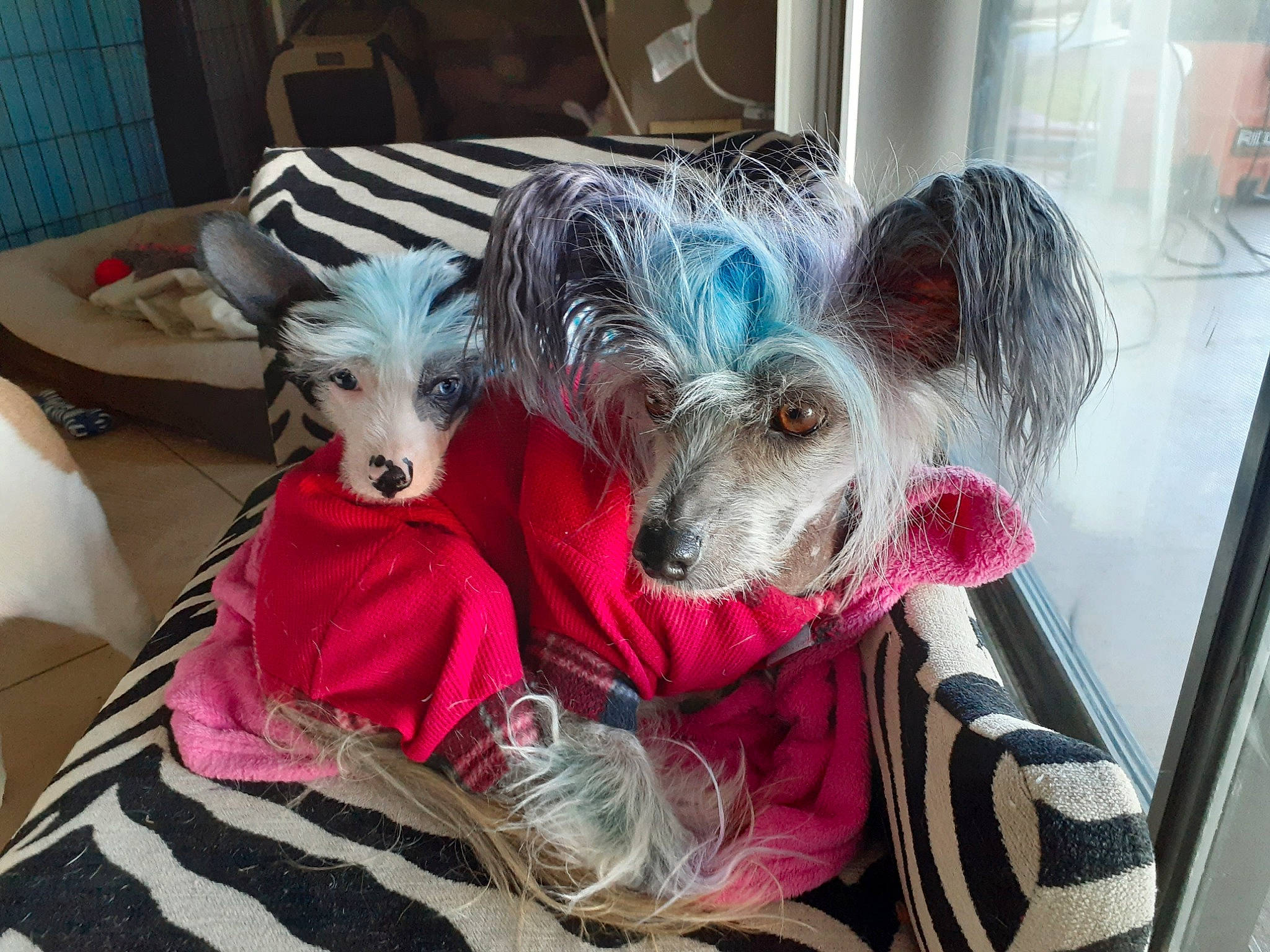 Bonsai is registered to the contest to win money with this photo: american_hairless_terrier, canidae, carnivore, chinese_crested_dog, companion_dog, dog, dog_breed, lurcher, mammal, mexican_hairless_dog, peruvian_hairless_dog, toy_dog, whippet