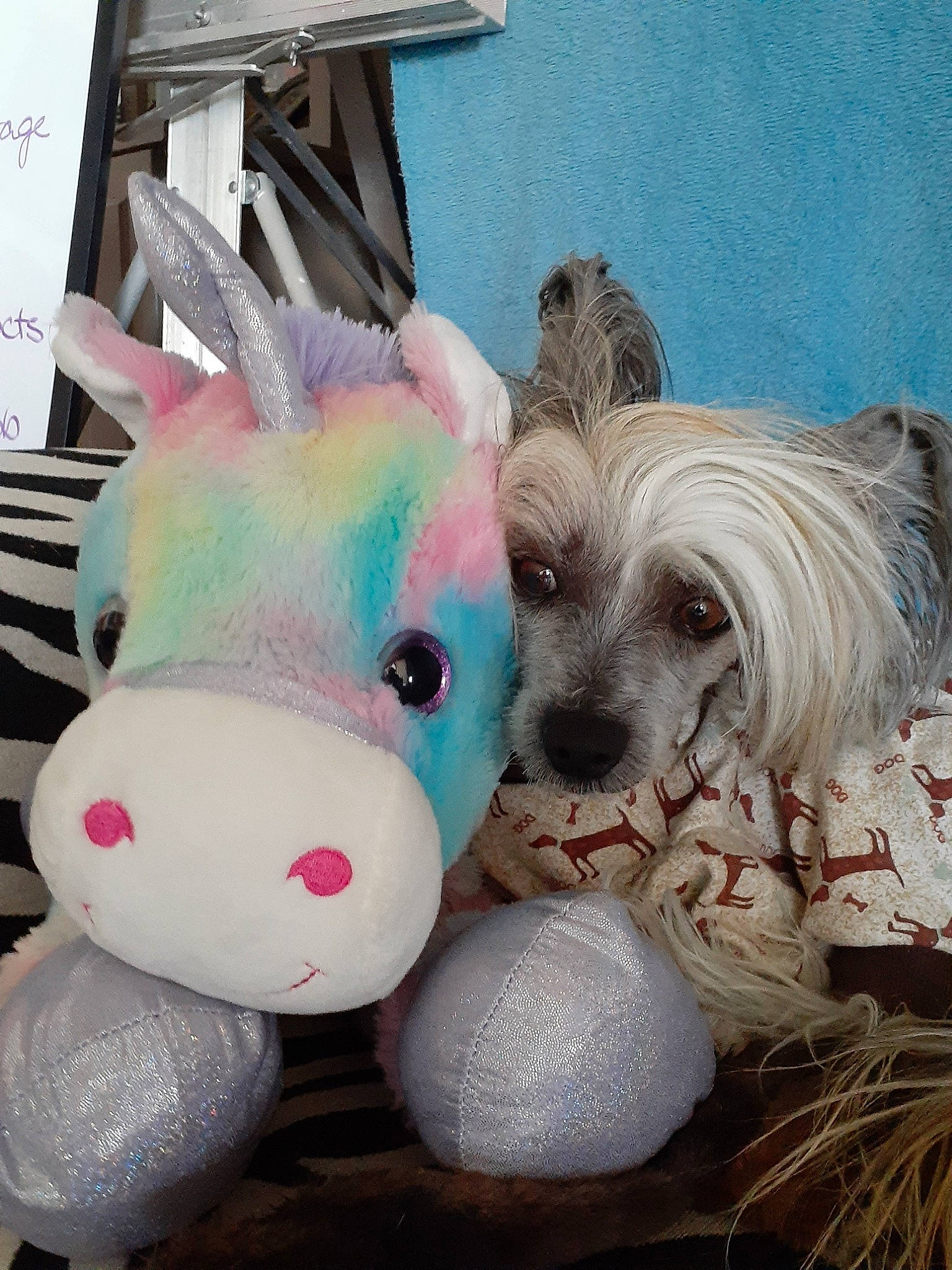 Bonsai is registered to the contest to win money with this photo: canidae, carnivore, chinese_crested_dog, companion_dog, dog, dog_breed, west_highland_white_terrier