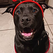 Kozmo joined the competition — help win amazing prizes! dog, black_dog, pet, reindeer_headband, holiday_costume, festive, pajamas, red_and_white, smiling, tongue_out, indoor, tile_floor, cute, happy, animal, domestic_animal, wearing_clothes, christmas, funny_costume, celebration