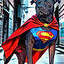 dog, black_dog, superman_costume, cape, alleyway, hero, animal, pet, costume, cape_flowing, superhero, canine, standing, outdoor, urban, street, vigilant, portrait, mammal, mascot