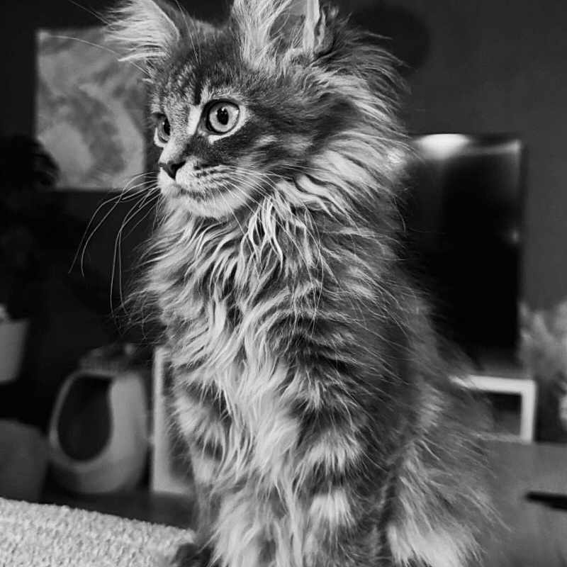 Ivar participe au concours pour gagner de l'argent avec cette photo : animal, black_and_white, cat, closeup, cozy, curious, cute, ears, feline, fluffy, fur, home, indoor, kitten, pet, portrait, sitting, texture, whiskers, young