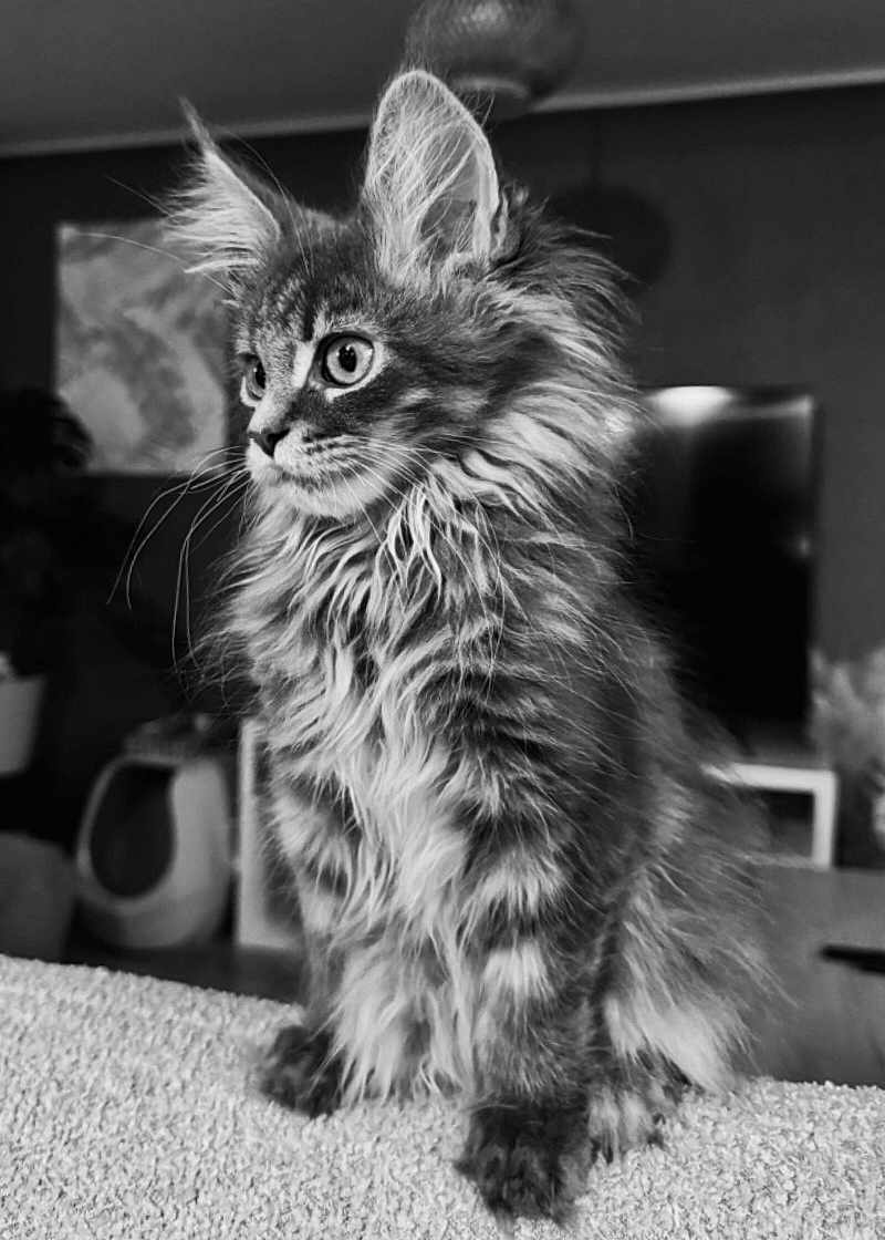 Ivar participe au concours pour gagner de l'argent avec cette photo : animal, black_and_white, cat, closeup, cozy, curious, cute, ears, feline, fluffy, fur, home, indoor, kitten, pet, portrait, sitting, texture, whiskers, young