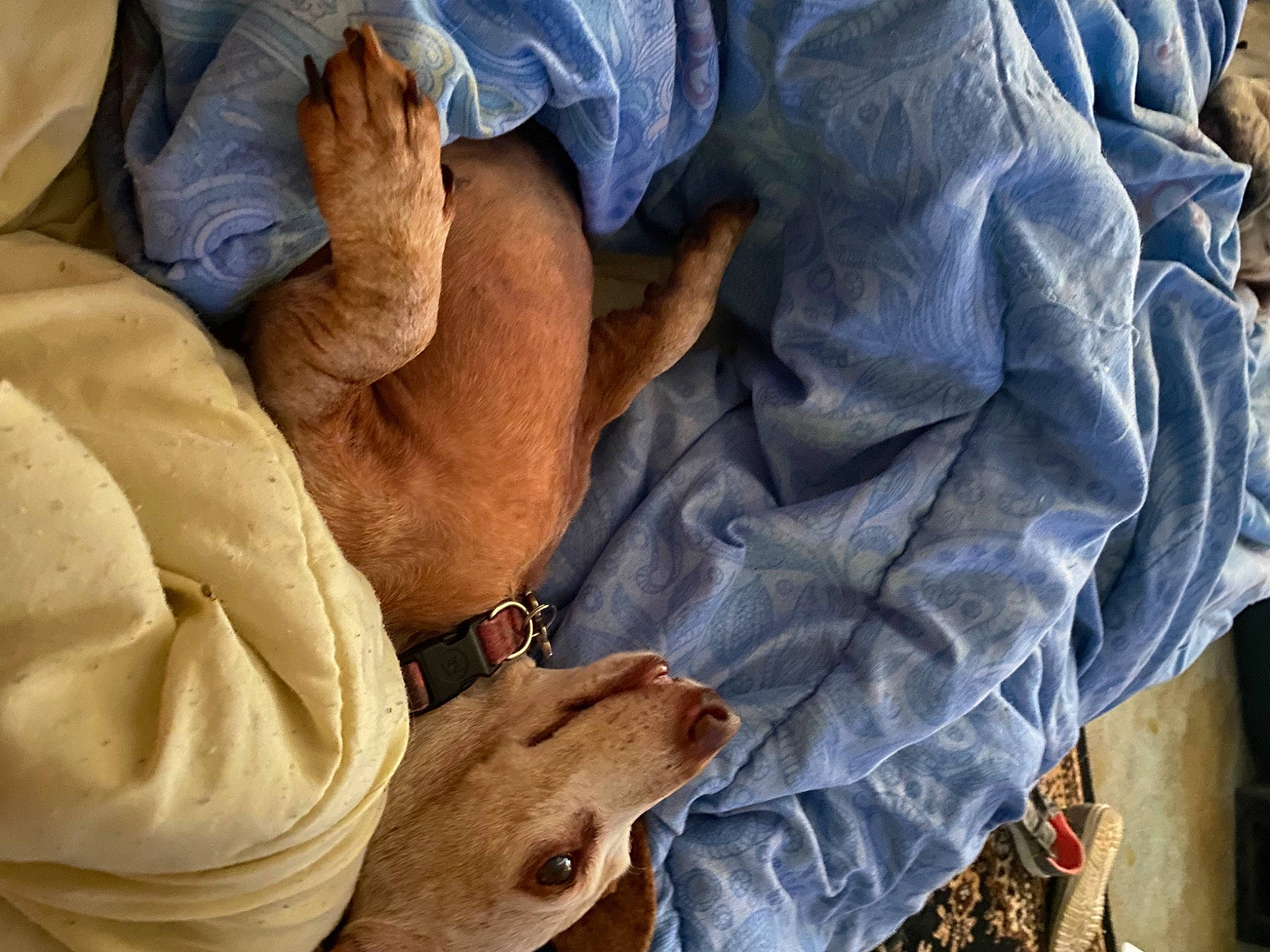 Brandy joined the competition — help win amazing prizes! child, comfort, denim, finger, foot, gesture, hand, human_leg, joint, knee, linens, nail, service, skin, thumb, vein, vertebrate, wood, wrinkle, wrist