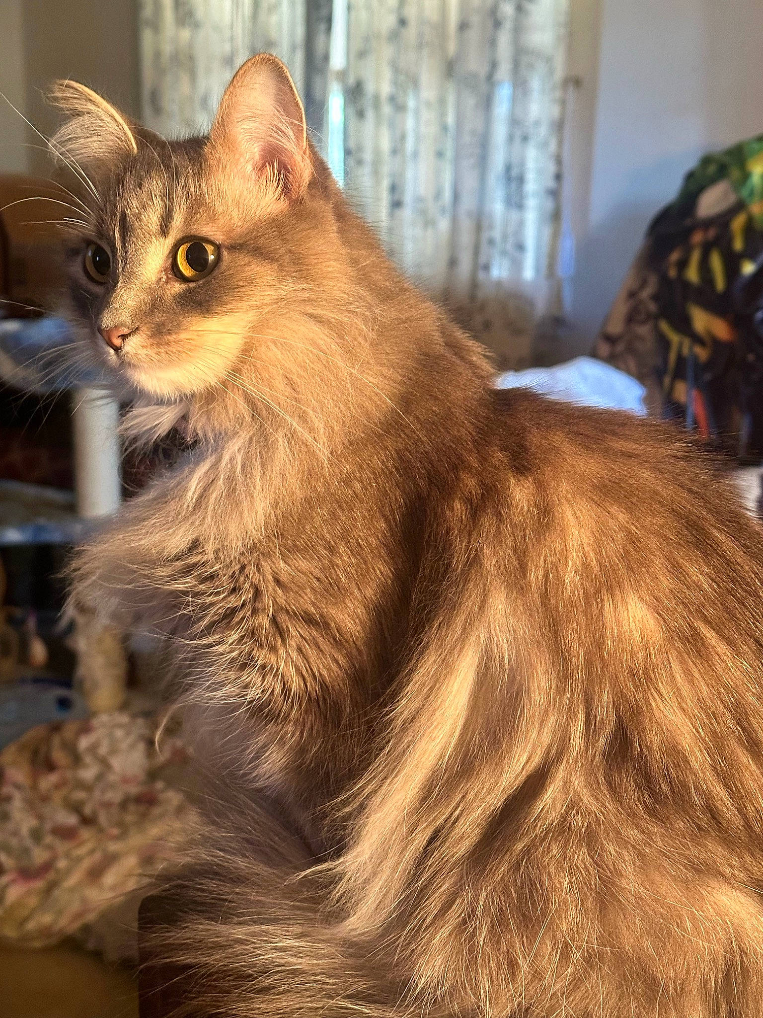 Angel is registered to the contest to win money with this photo: carnivore, cat, claw, domestic_short_haired_cat, fawn, felidae, fur, liver, maine_coon, paw, small_to_medium_sized_cats, snout, tail, terrestrial_animal, whiskers, wildlife, window, wood
