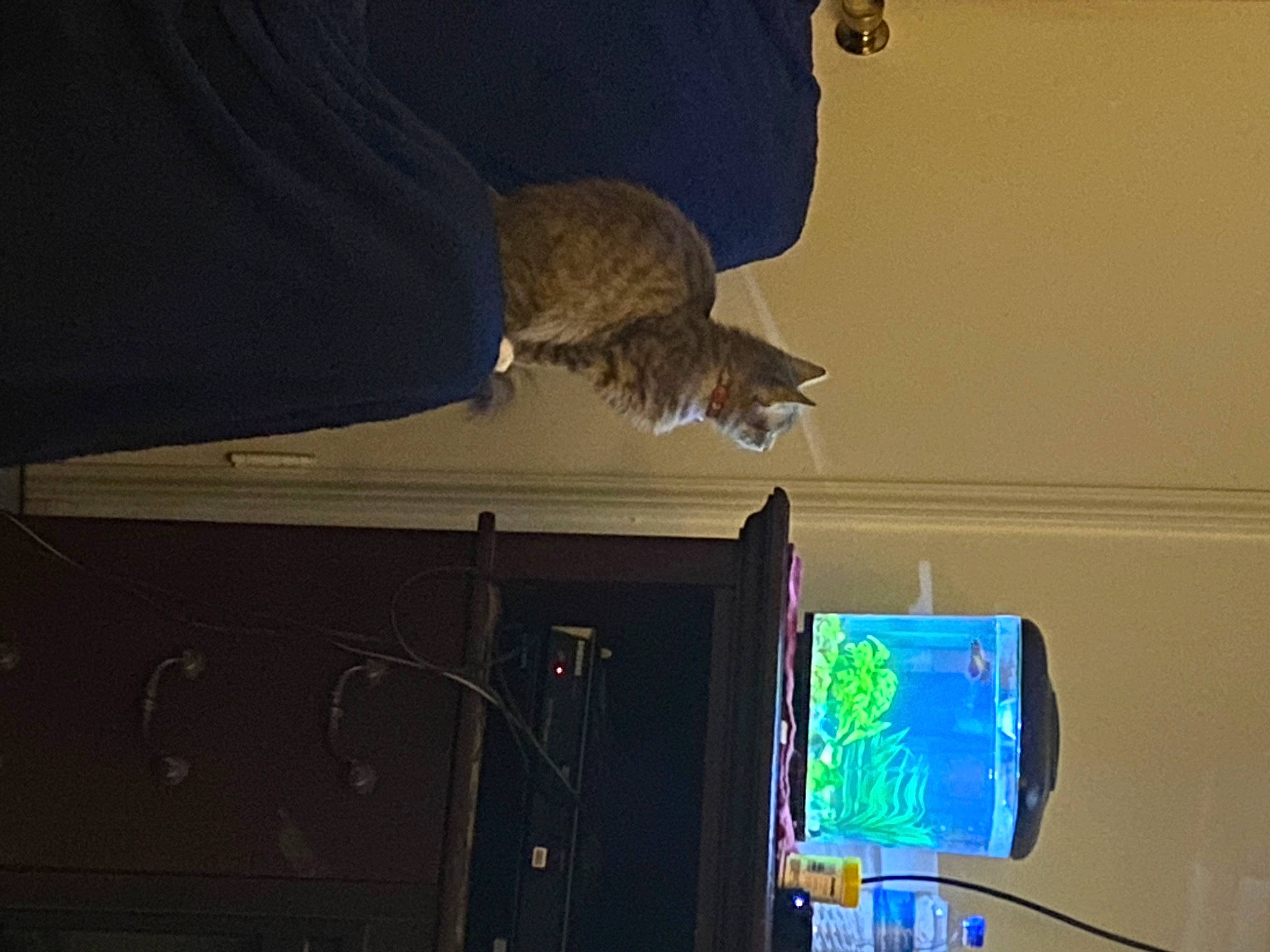 Angel joined the competition — help win amazing prizes! accipitridae, beak, bird, bird_of_prey, display_device, eagle, electric_blue, falconiformes, felidae, flat_panel_display, gadget, machine, room, sea_eagle, small_to_medium_sized_cats, tail, television, television_set, wing, wood