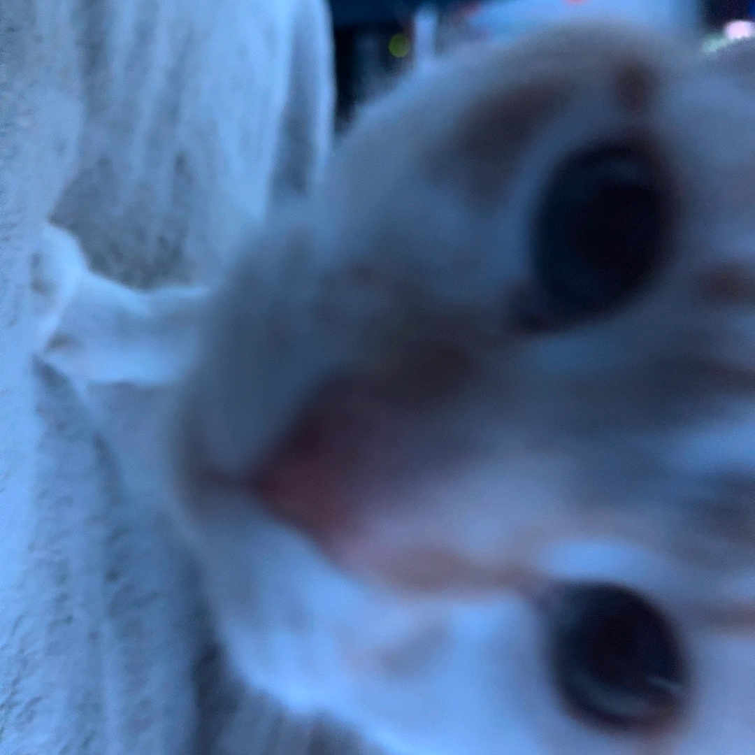 Leo joined the competition — help win amazing prizes! animal, background, blur, blurry, cat, closeup, curious, cute, domestic, eye, face, feline, fur, home, indoor, nose, pet, soft, texture, whiskers