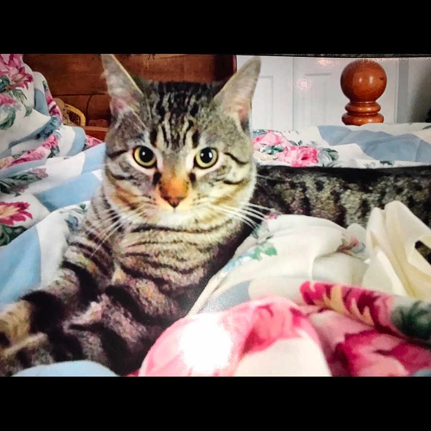 Harley is registered to the contest to win money with this photo: abyssinian, animal, art, bed, blanket, cat, couch, cushion, furniture, homedecor, indoors, interiordesign, jar, kitten, linen, manx, pet, plant, porcelain, pottery