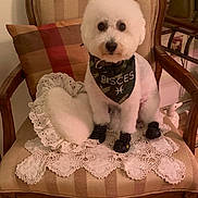 Pisces joined the competition — help win amazing prizes! dog, white_dog, armchair, lace_doily, heart_pillow, bandana, pisces, boots, wooden_floor, vintage_furniture, indoor, pet, cute, small_dog, decor, cozy, furniture, portrait, sitting, accessory