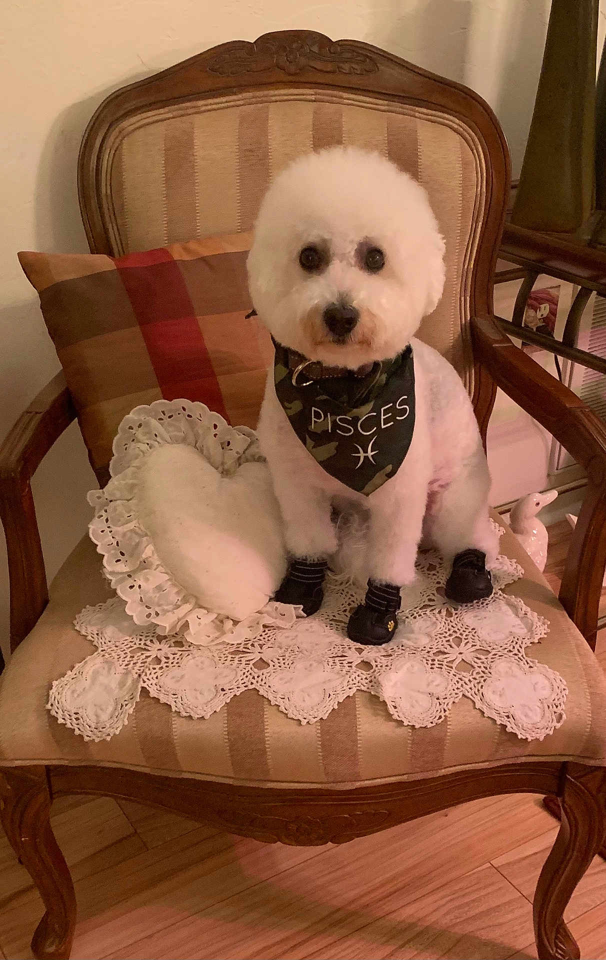 Pisces joined the competition — help win amazing prizes! dog, white_dog, armchair, lace_doily, heart_pillow, bandana, pisces, boots, wooden_floor, vintage_furniture, indoor, pet, cute, small_dog, decor, cozy, furniture, portrait, sitting, accessory