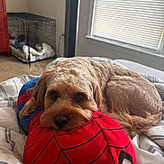 Cowboy joined the competition — help win amazing prizes! dog, bed, pillow, spiderman, red, brown_dog, curled_up, resting, indoor, blanket, window, blinds, crate, carpet, furniture, cozy, pet, animal, cute, relaxed