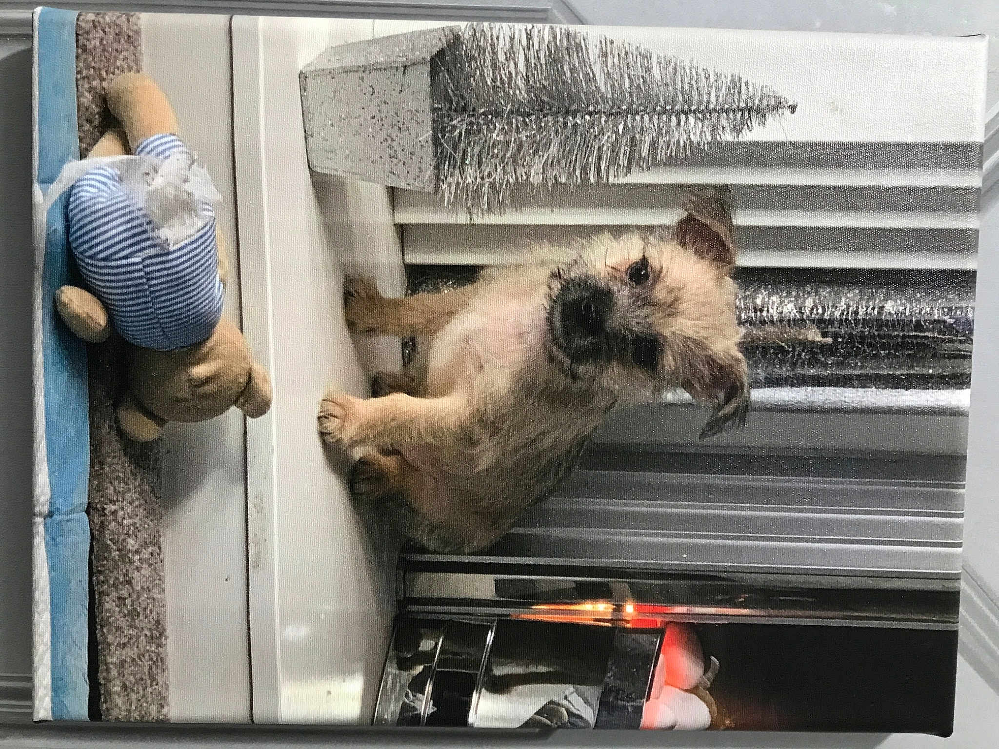 Benji