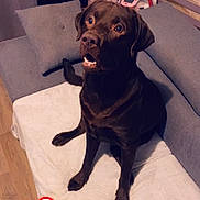 Urko a rejoint le concours — aidez-le/la à gagner de superbes lots ! dog, labrador, chocolate_labrador, pet, indoor, couch, blanket, pillow, wooden_floor, electronic_device, charging_cable, brown_dog, sitting, looking_up, heart_emoji, cozy, home, curious, animal, companion