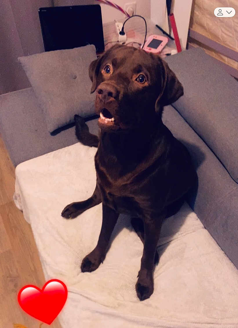 Urko a rejoint le concours — aidez-le/la à gagner de superbes lots ! dog, labrador, chocolate_labrador, pet, indoor, couch, blanket, pillow, wooden_floor, electronic_device, charging_cable, brown_dog, sitting, looking_up, heart_emoji, cozy, home, curious, animal, companion