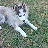 animal, blue_eyes, canine, dog, ears, fallen_leaves, fluffy, fur, grass, husky, lawn, lying_down, outdoor, patio, pet, portrait, puppy, siberian_husky, snout, white_and_gray